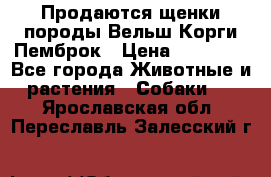 Продаются щенки породы Вельш Корги Пемброк › Цена ­ 40 000 - Все города Животные и растения » Собаки   . Ярославская обл.,Переславль-Залесский г.